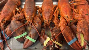 Frisch-gekochter-Hummer9